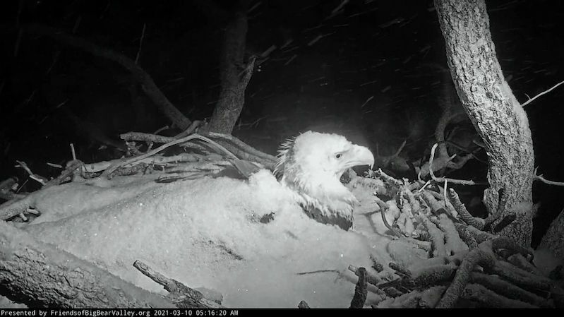 Orla bělohlavého při sezení na vejcích zasypal sníh
